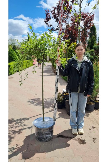 Верба козяча Кілмарнок - ШТАМБ_5-15л/вис.130-140см/Ø30-40см/ШТАМБ 120см/обхват 4-6см 